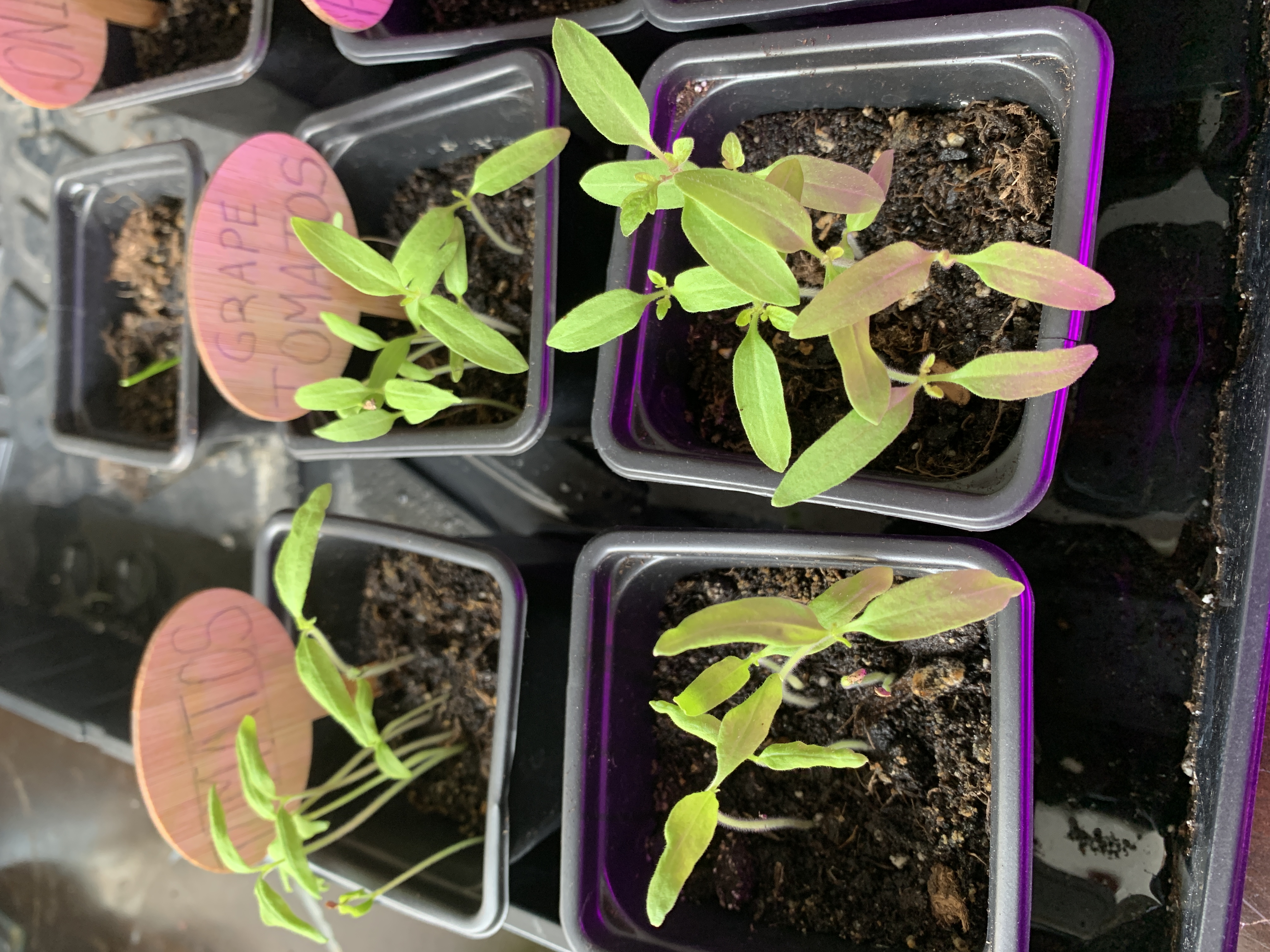 Tomato seedlings